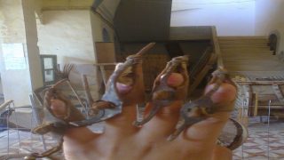 قيناغى (حماية اصابع الحصادين)